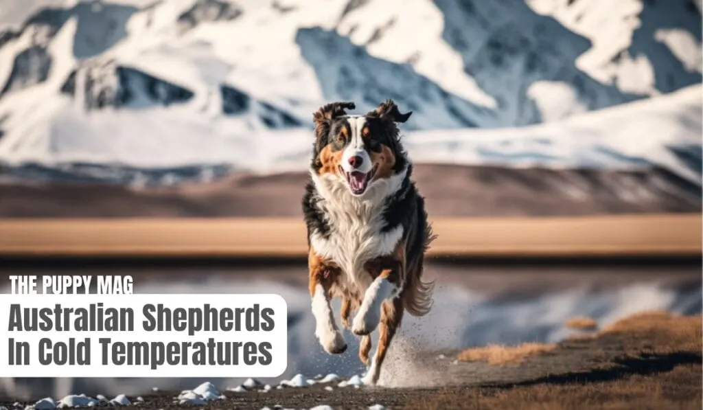 australian shepherd cold weather