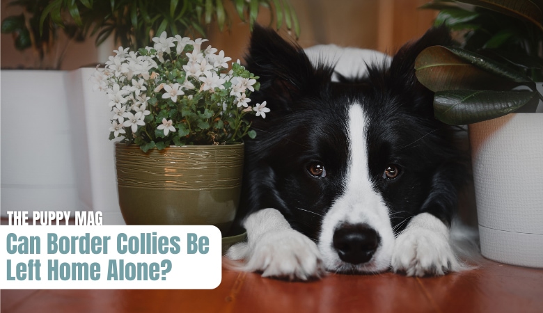 can-border-collies-be-left-home-alone