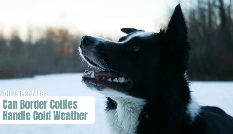 can-border-collies-handle-cold-weather