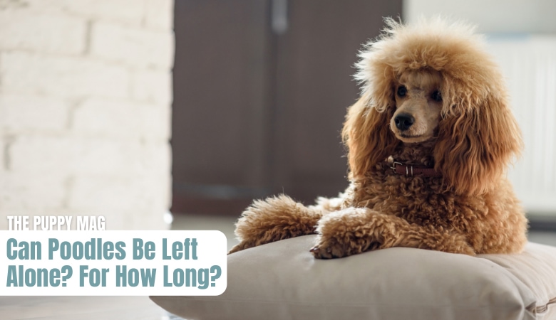 can-poodles-be-left-alone