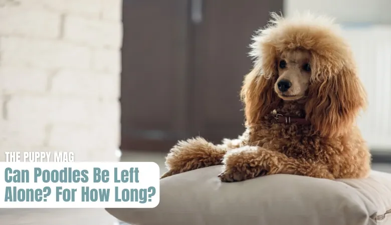 can-poodles-be-left-alone
