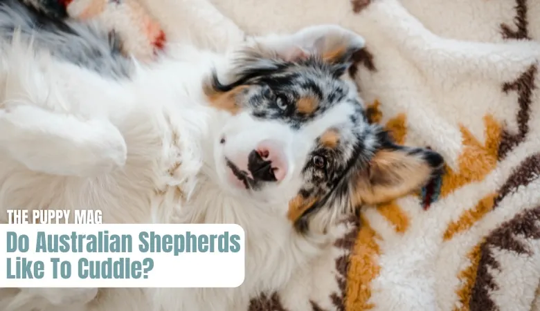 do-australian-shepherds-like-to-cuddle