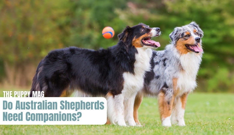 do-australian-shepherds-need-companions