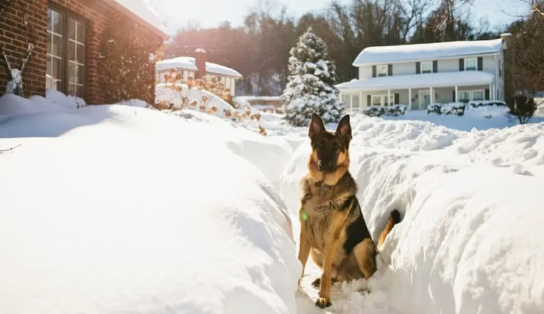 german-shepherd-outside-winter