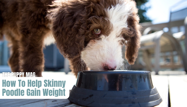 how-to-help-skinny-poodle-gain-weight