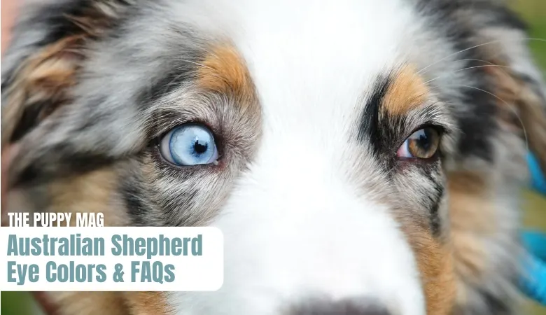 why-do-australian-shepherds-have-blue-eyes