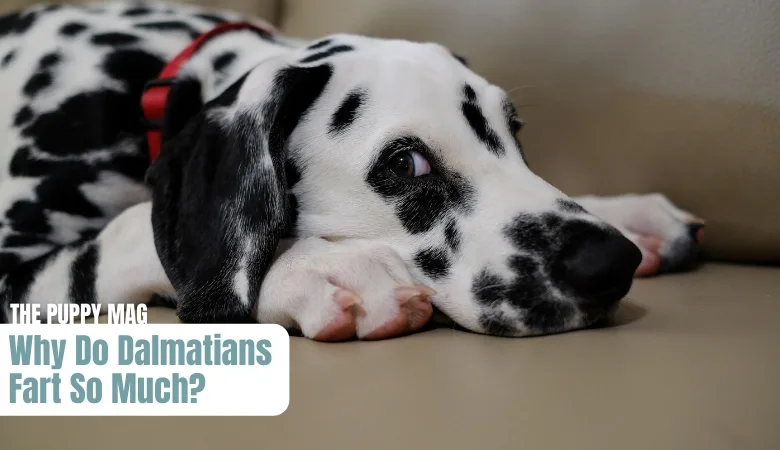 why-do-dalmatians-fart-so-much