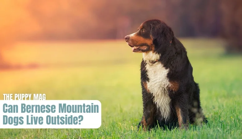 can-bernese-mountain-dogs-live-outside