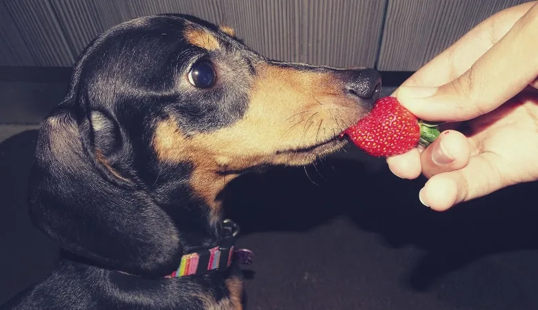 can-dachshunds-eat-strawberries