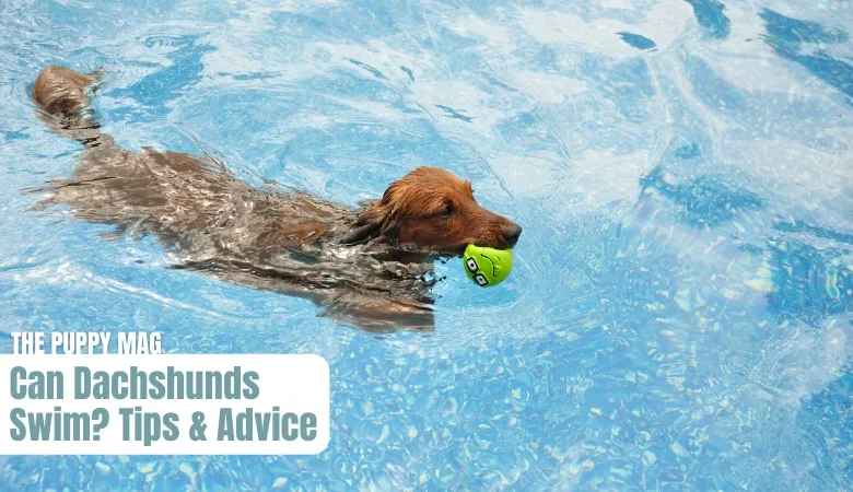 can-dachshunds-swim