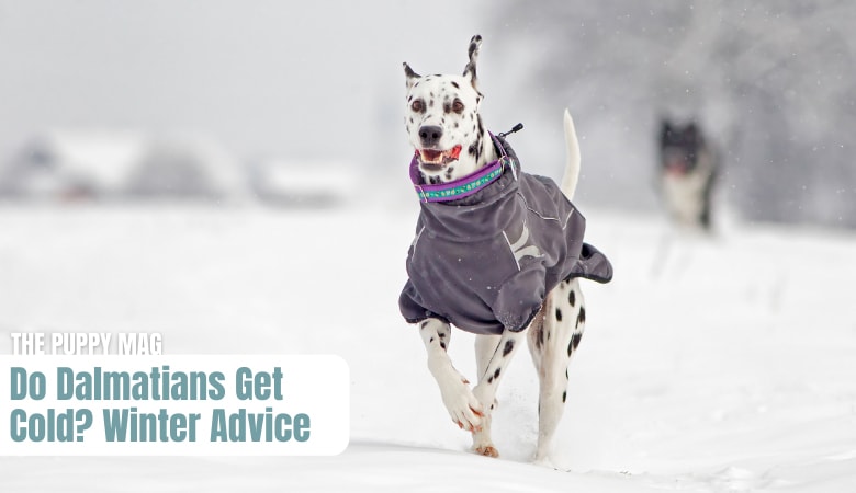 how cold can dalmatians tolerate?