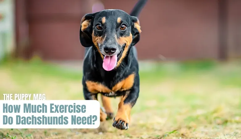 how-much-exercise-do-dachshunds-need