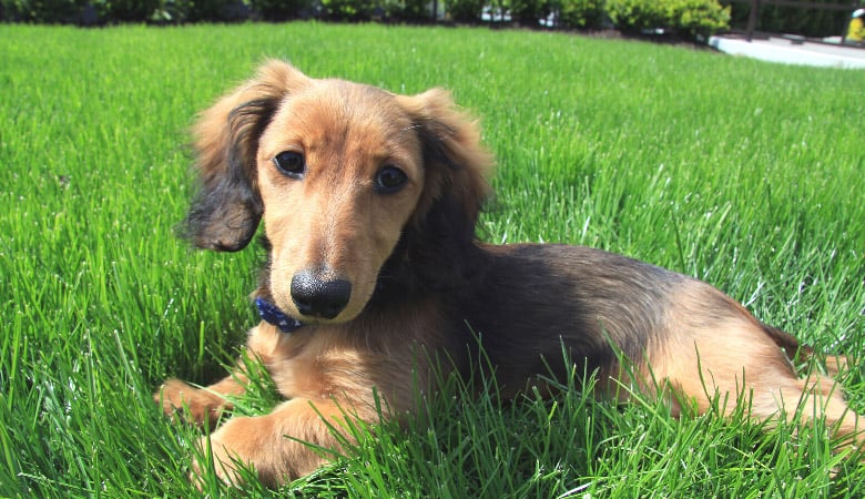 how-much-exercise-does-a-dachshund-puppy-need2