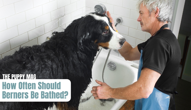 how-often-do-bernese-mountain-dogs-need-bathing