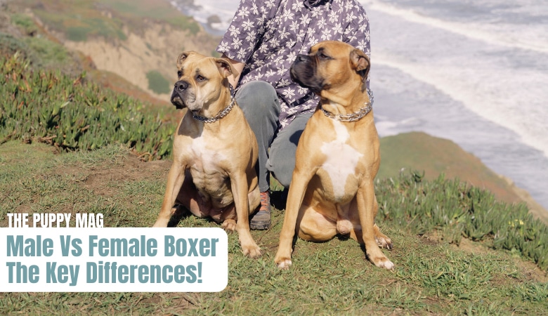 male-vs-female-boxer-dogs
