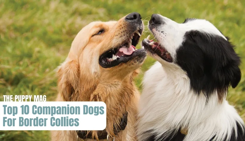 most-compatible-breeds-for-border-collies