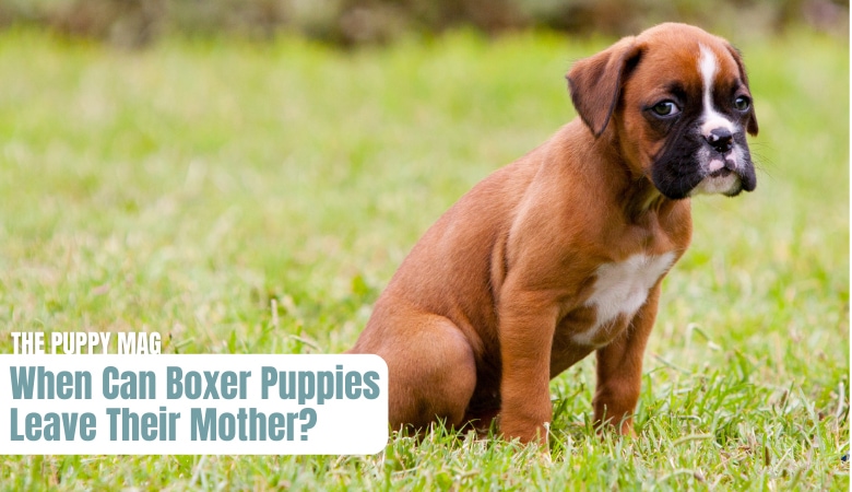 when-can-boxer-puppies-leave-their-mother
