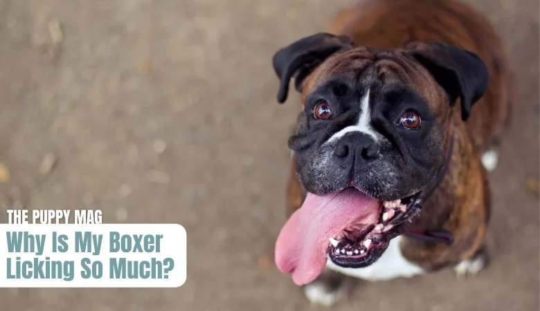 boxer-dog-licking