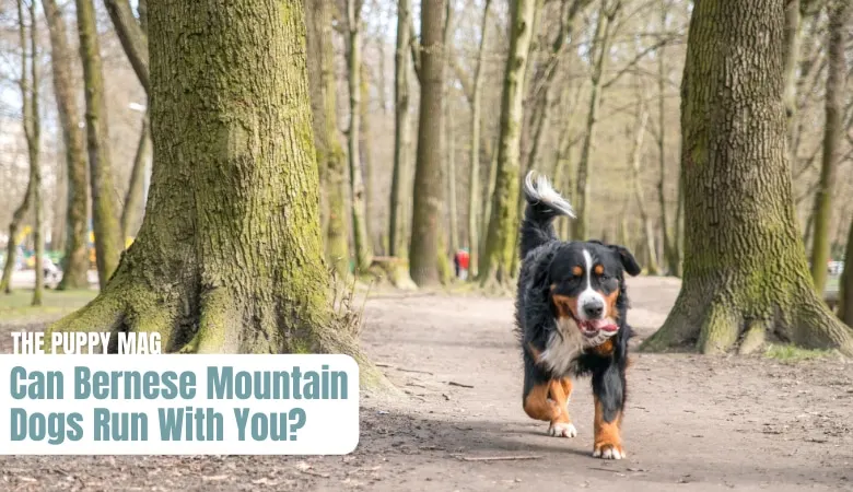 can-bernese-mountain-dogs-run-with-you