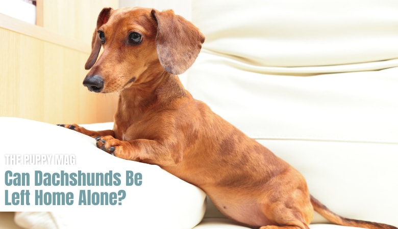 can-dachshunds-be-left-alone