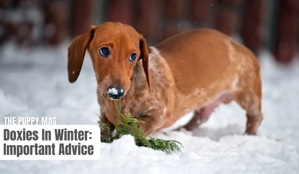 dachshunds in winter