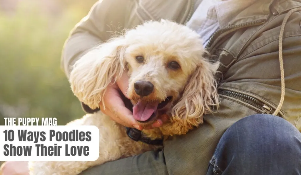poodle love signs of affection