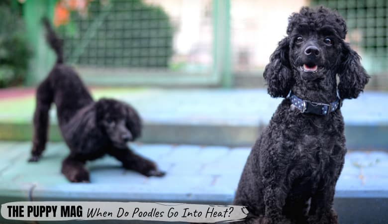 When Do Poodles Go Into Heat? Signs To 