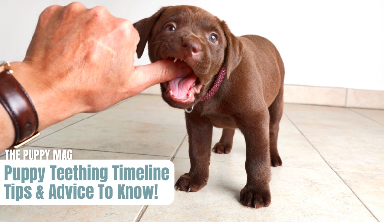 when-do-puppies-start-teething