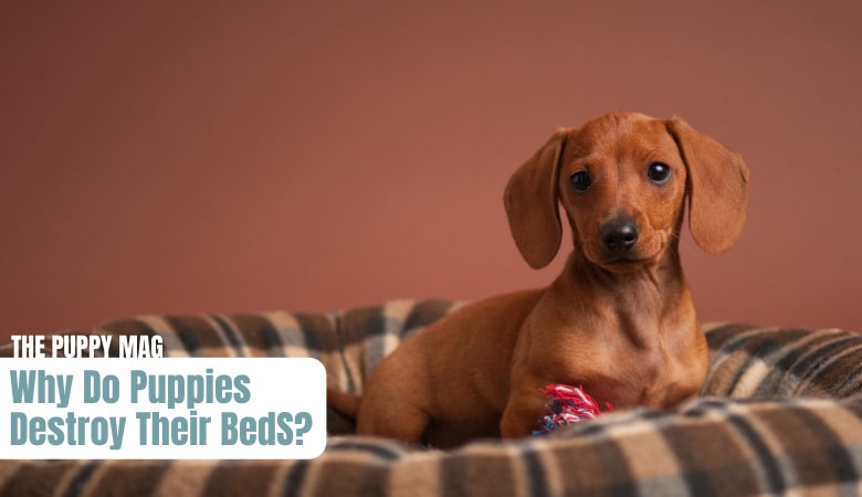 why-do-puppies-destroy-their-beds