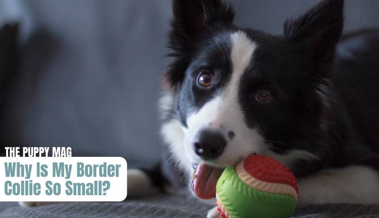 why-is-my-border-collie-so-small