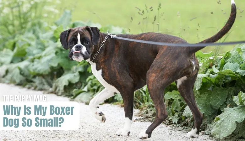 why-is-my-boxer-dog-small