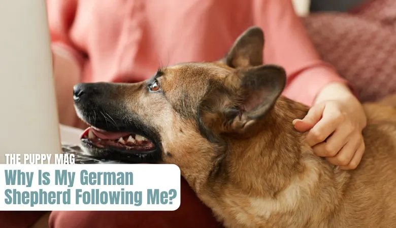 why-your-german-shepherd-is-following-you