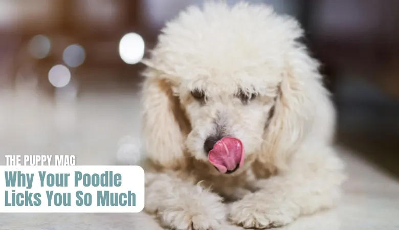 why-your-poodle-licks-you-so-much