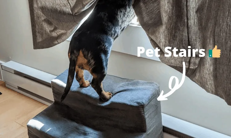 dachshund using stairs