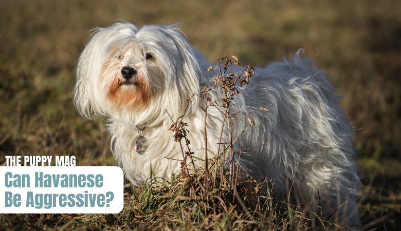 can-havanese-be-aggressive