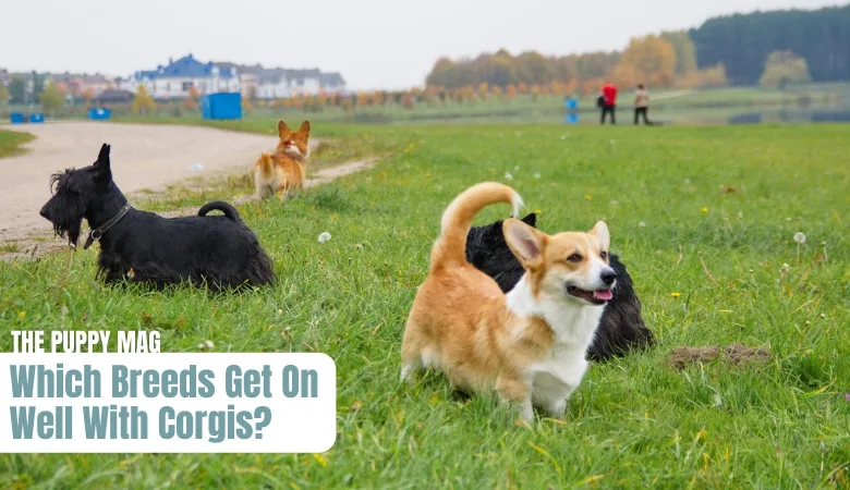 companion-breeds-for-corgis