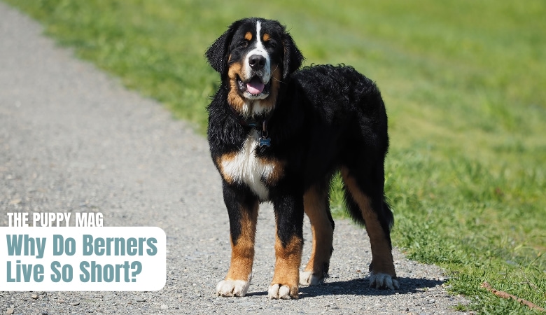 how-long-do-bernese-mountain-dogs-live