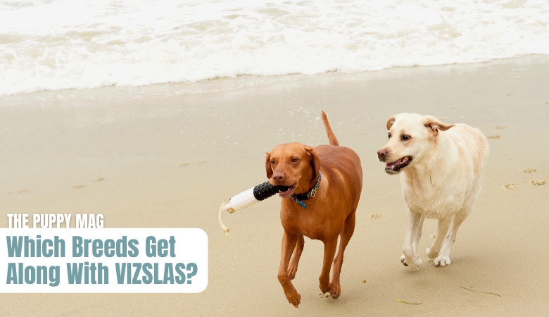 which-breeds-get-along-with-vizslas