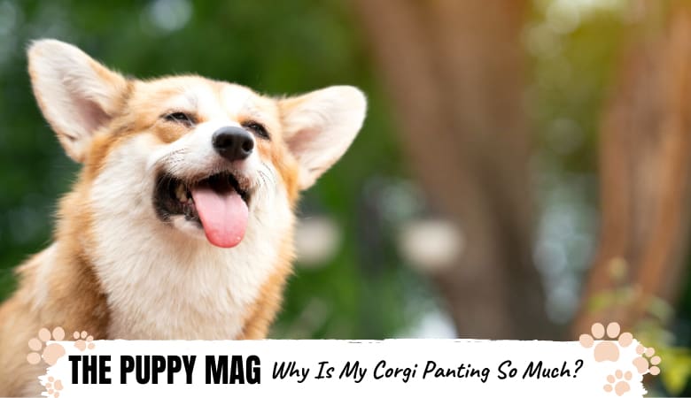 why-is-corgi-panting-so-much