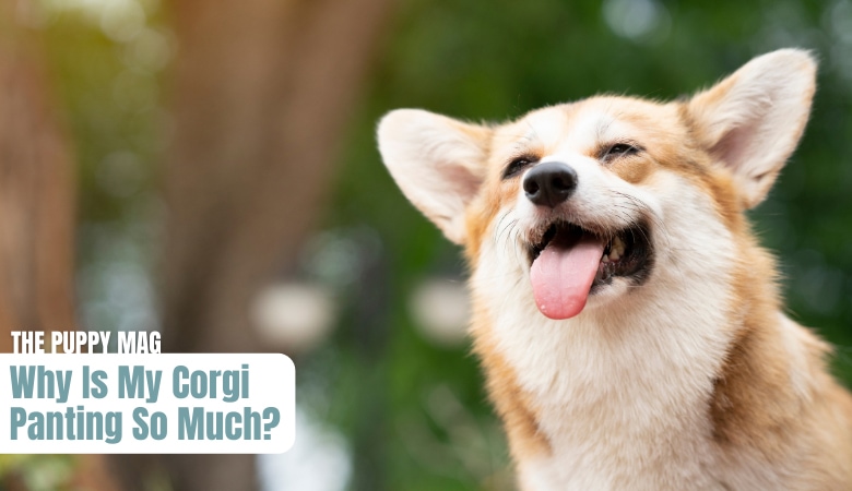 why-is-my-corgi-panting-so-much