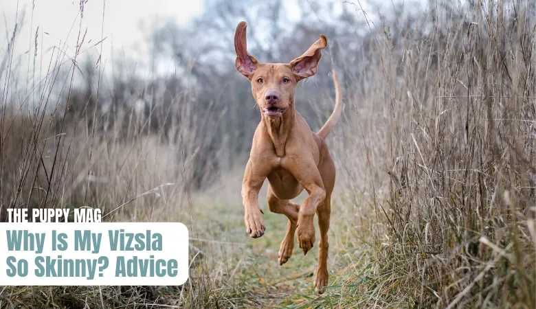 why-is-my-vizsla-so-skinny