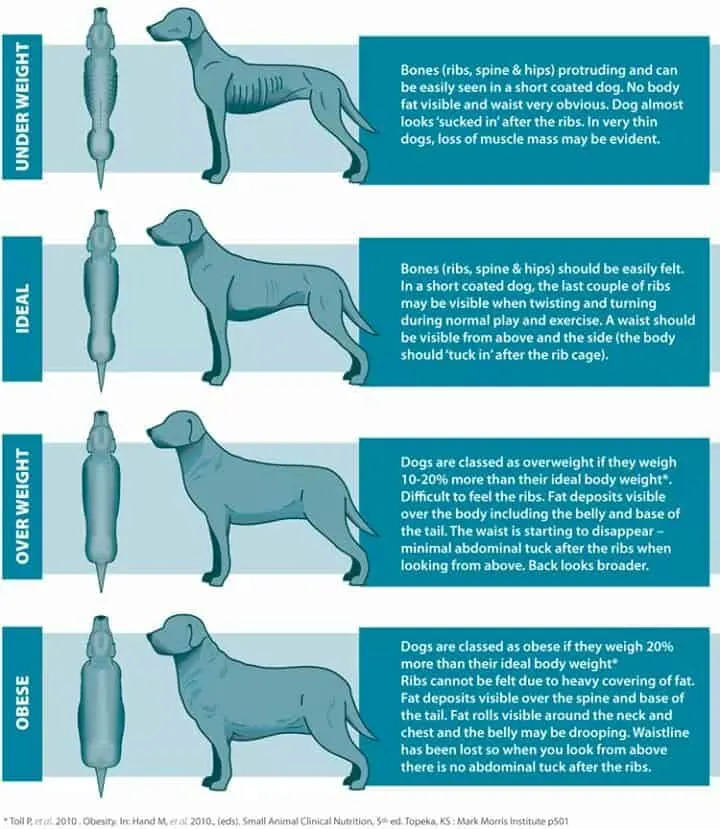 irish setter weight chart