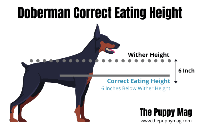 doberman correct eating height