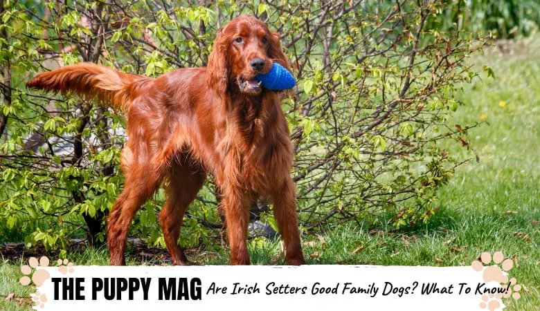 are-irish-setters-good-family-dogs