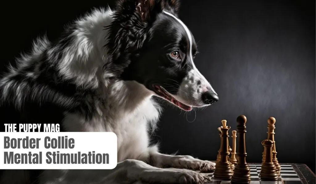 mental stimulation border collie