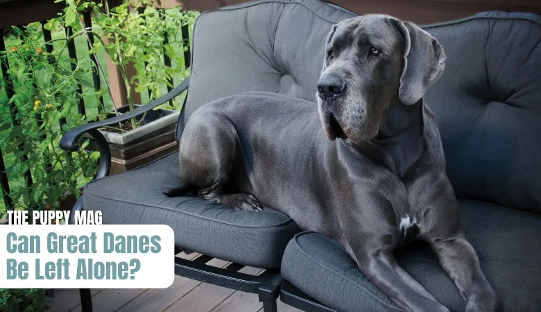 can-great-danes-be-left-alone