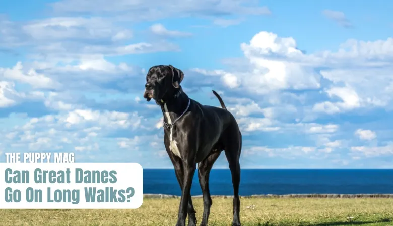 can-great-danes-go-on-long-walks