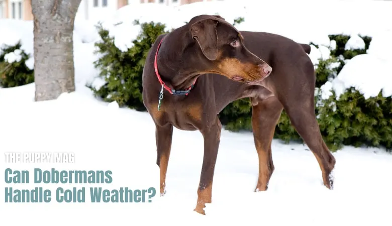 dobermans-in-cold-weather