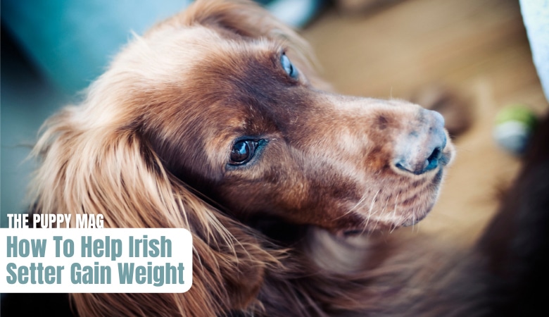 helping-skinny-irish-setter-gain-weight