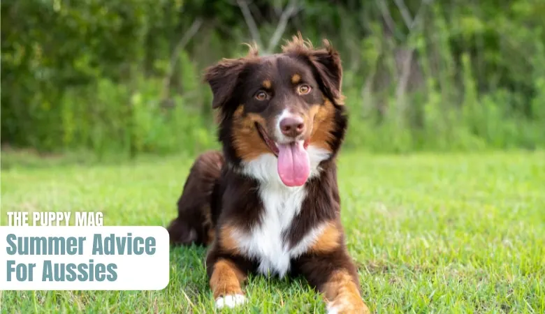 how-to-keep-australian-shepherd-cool-hot-weather